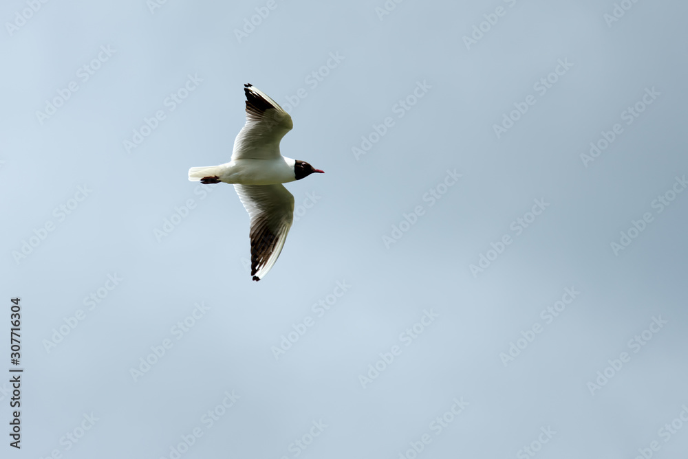 Obraz premium Black-Headed Gull in Flight