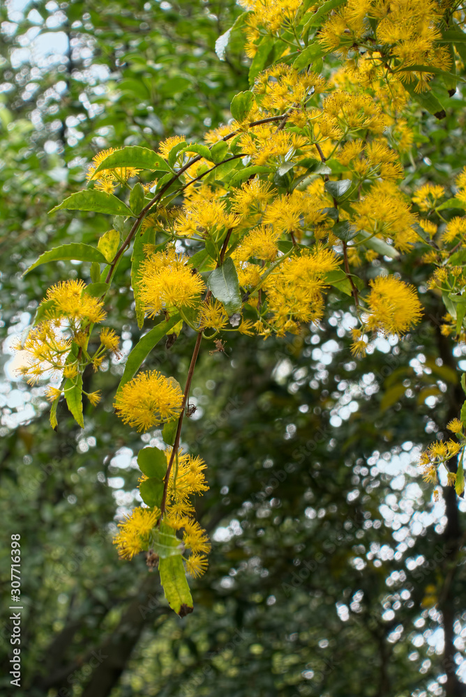 Fototapeta premium Yellow Flowering Tree or Shrub in Roath Park