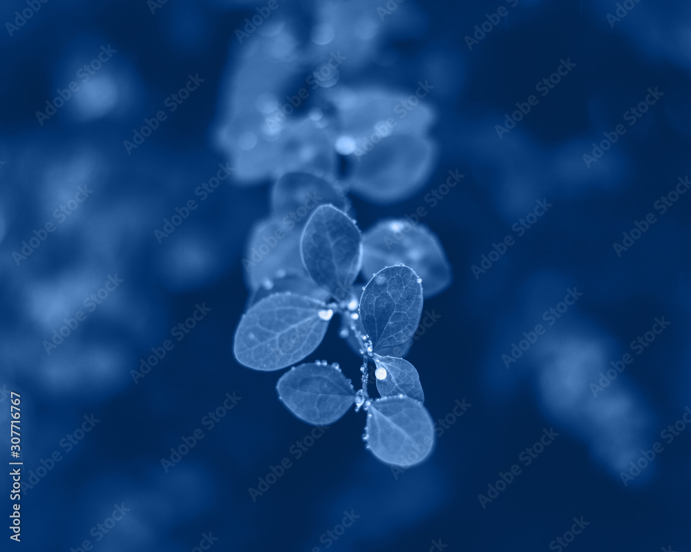 Background with blue wet leaves and bright sun with bokeh effect Background with blue wet leaves and bright sun with bokeh effect