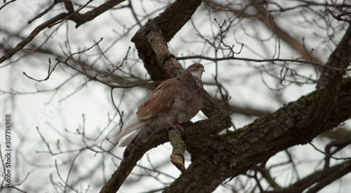 Canvas Print squirrel on a tree
