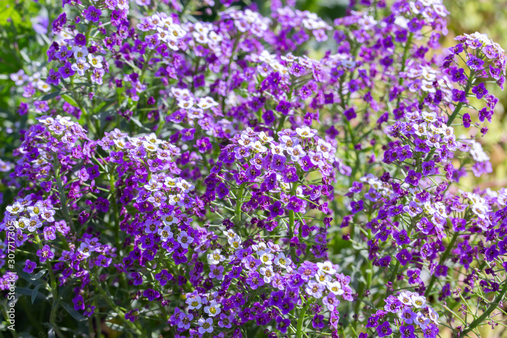 Obraz premium Lobularia blossom with purple lilac small flowers. Garden ornamental flowering plant. Background sunny summer backdrop