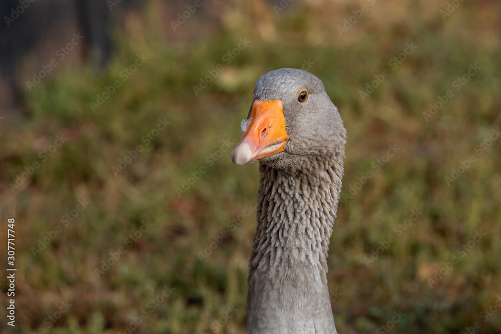 goose head