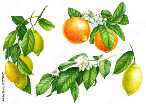 set of branches with lemons, green leaves, flowers, collection of citrus fruits on an isolated white background, watercolor illustration, botanical painting © Hanna