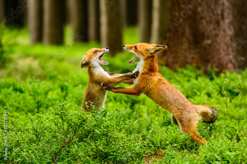Red fox, vulpes vulpes, adult fox with young