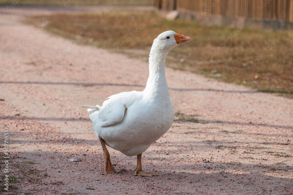 white goose white goose