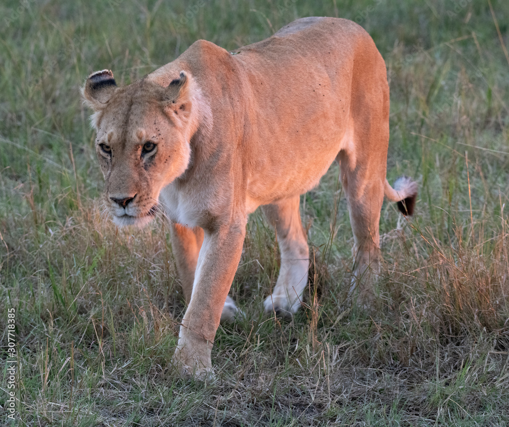 Lioness walking