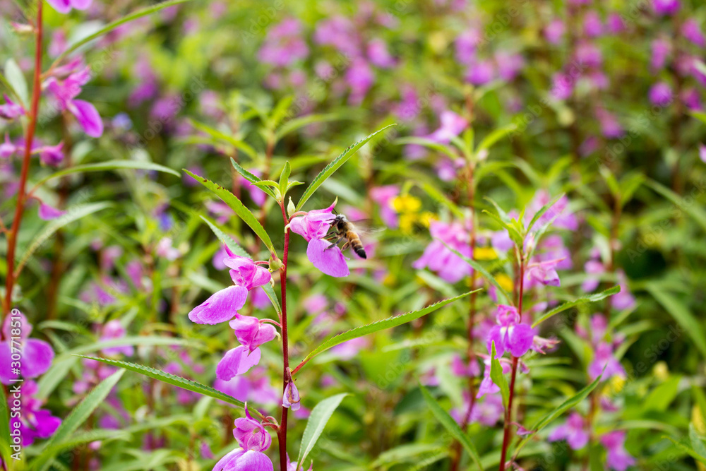 purple flowers in the garden with a bee