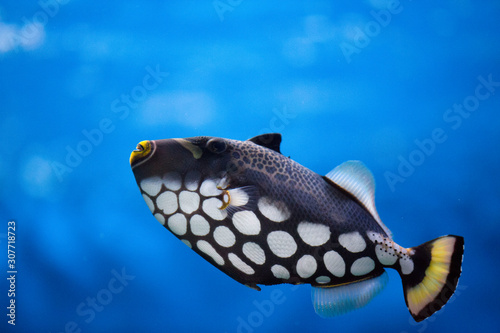 Tropical fish Balistoides conspilum, in an aquarium © IvSky