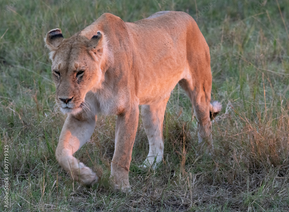lioness in sunrise