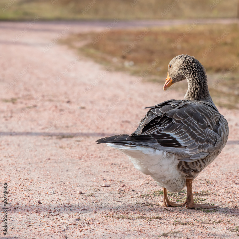 Fototapeta premium handsome goose walking on the road