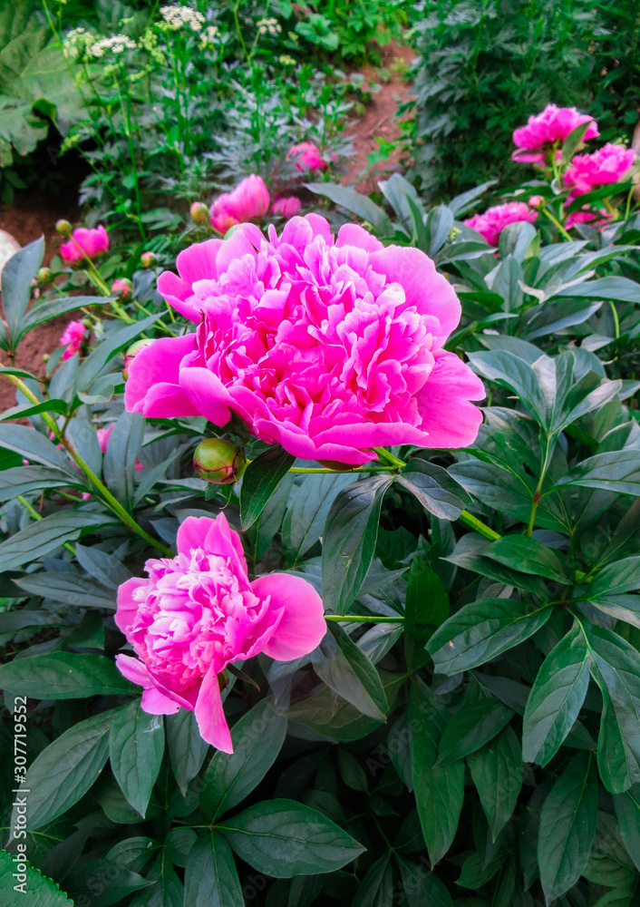 Obraz premium Pink flower peonies flowering on background pink flowers.