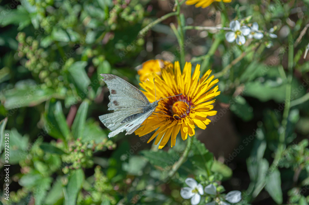 Mariposa en una flor