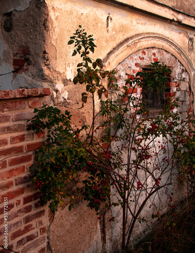 narrow street in old town