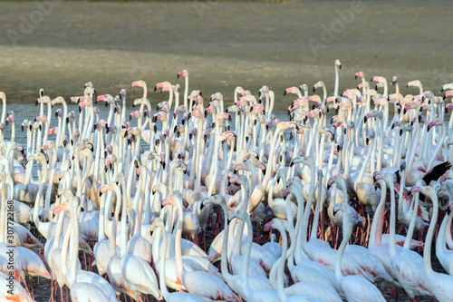 Flock of Flamingos in a Lake