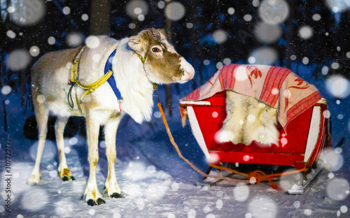 Reindeer sleigh in night Finland in Rovaniemi at Lapland farm. Christmas sledge at evening winter sled ride safari with snow Finnish Arctic north pole. Fun with Norway Saami animals.