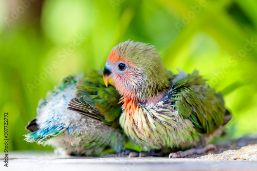 a couple of baby love birds photo