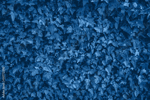 Texture details of trendy classic blue colored ivy leaves on wall. Color of the year 2020