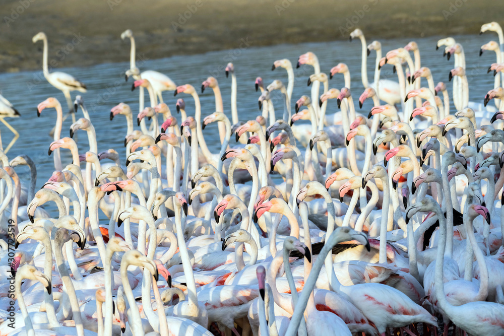 Naklejka premium Flock of Flamingos in a Lake