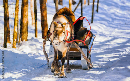 Woman on Reindeer sleigh in Finland in Rovaniemi at Lapland farm. Lady on Christmas sledge at winter sled ride safari with snow Finnish Arctic north pole. Fun with Norway Saami animals