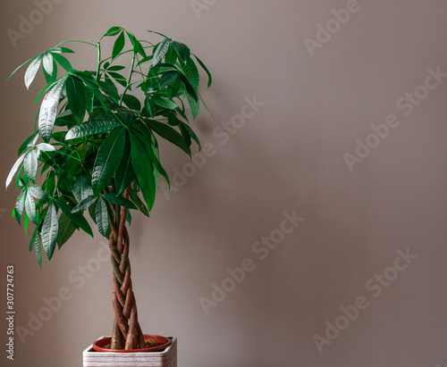 Wide Shot of a Money Tree against a Grey Background 