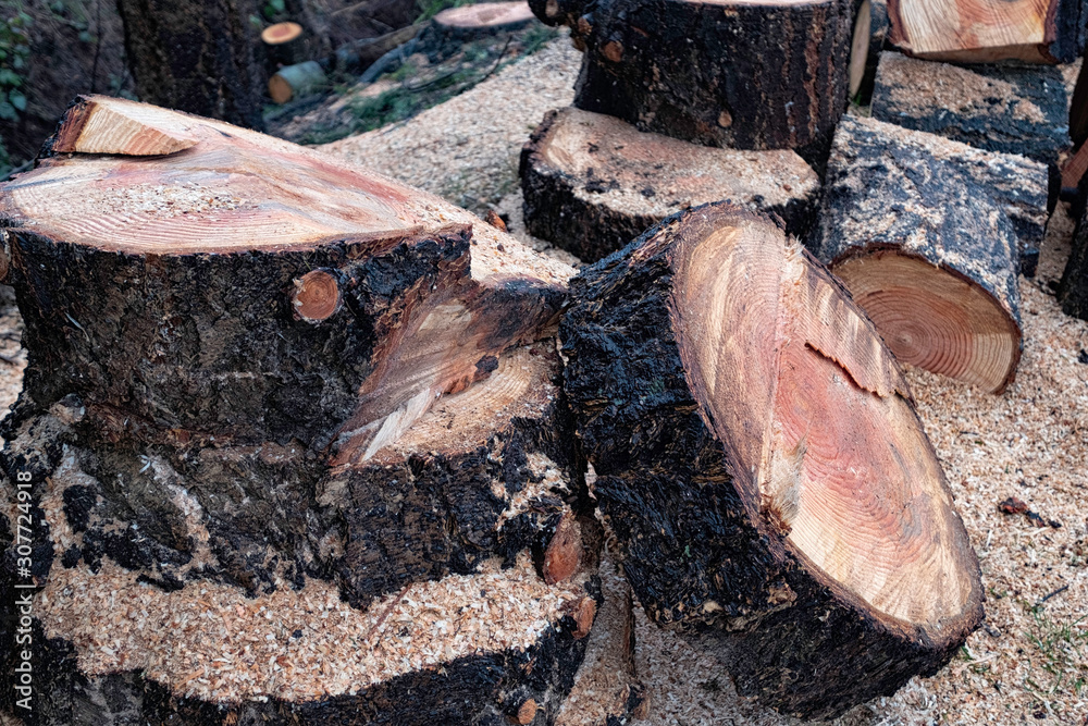 Obraz premium Wood texture,woodcut circular section with annual rings ,natural background.