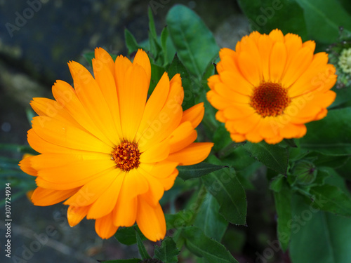 Orange Mesembryanthemums Flowering near the Beach in Southwold