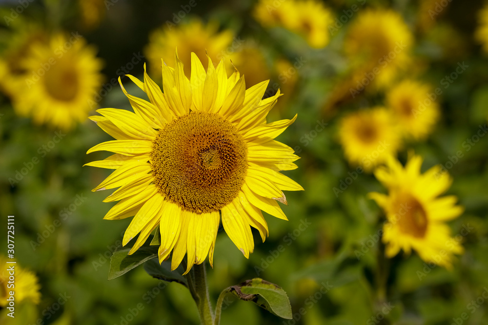 Sunflower natural background. Closeup view of sunflowers in bloom. Sunflower texture and background for design. Organic and natural sunflowers. Sunflower natural background. Closeup view of sunflowers in bloom. Sunflower texture and background for design. Organic and natural sunflowers.