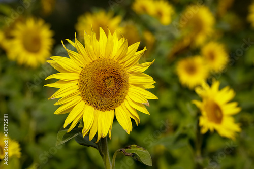 Sunflower natural background. Closeup view of sunflowers in bloom. Sunflower texture and background for design. Organic and natural sunflowers.