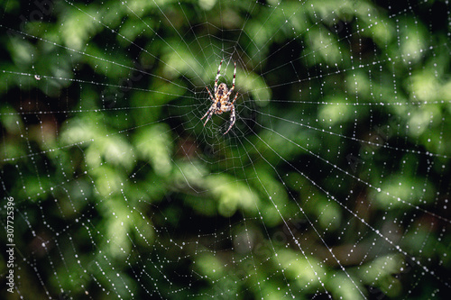 Spider in french garden vs photgraphe