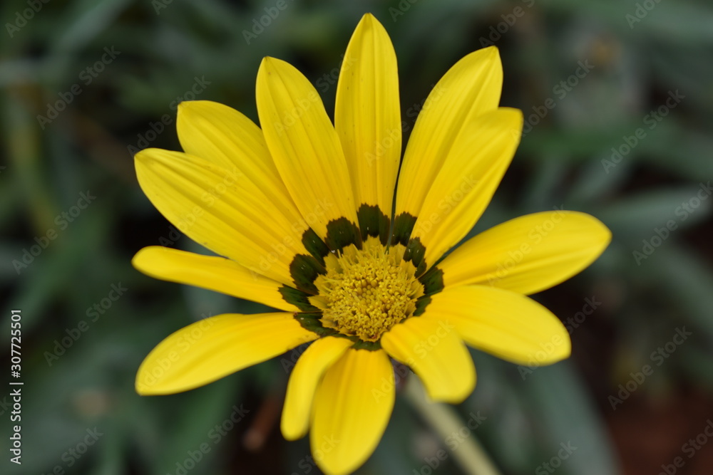 Yellow flowe Yellow flowe
