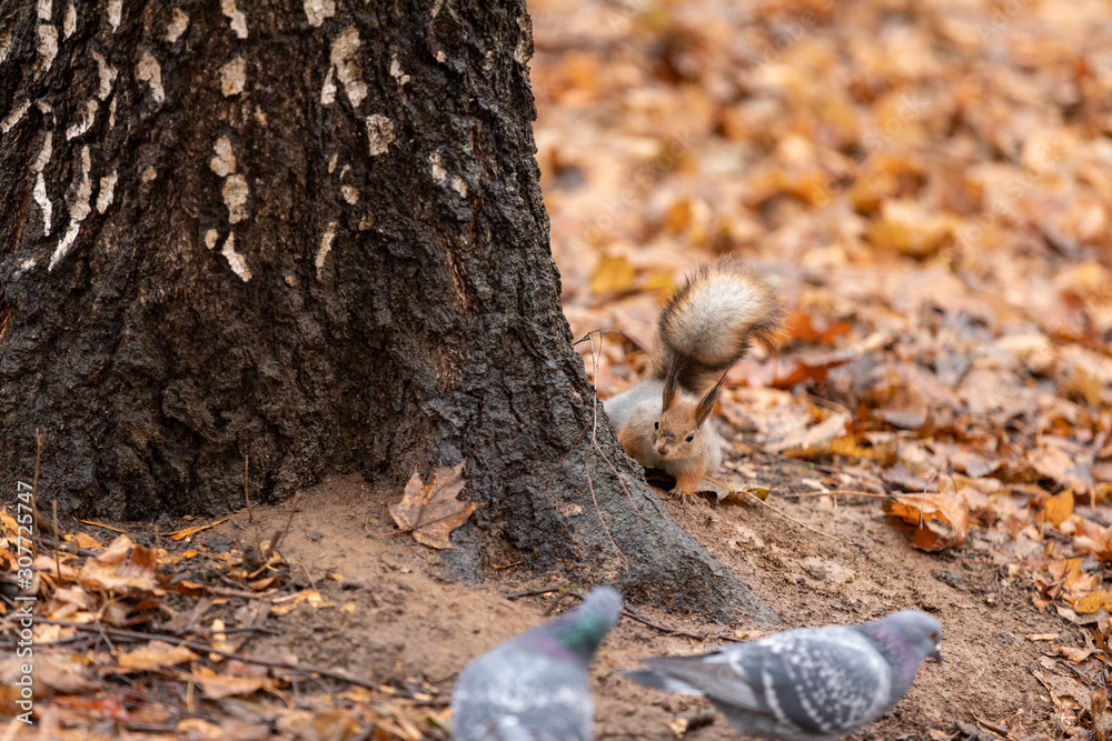 Obraz premium Squirrel in the autumn forest among the fallen leaves watching pigeons