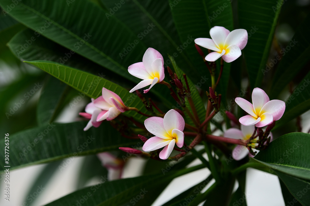 Fototapeta premium Flowers are blooming In the breeding season Has a green foliage background.white and yellow Plume