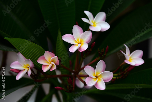 Flowers are blooming In the breeding season Has a green foliage background.white and yellow Plume