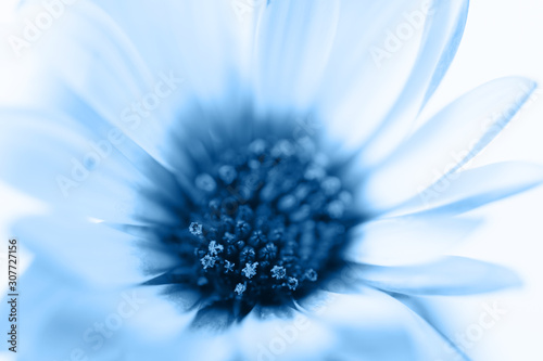 Close up of osteospermum, classic blue background, toned, color of the year 2...