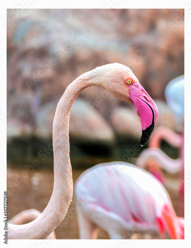 flamingo in zoo