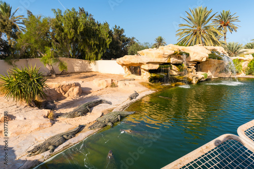 Nile crocodiles bask in the sun and swiming in the pond. Crocodile farm in Tunisia.