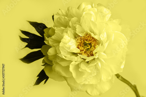 Fototapeta Naklejka Na Ścianę i Meble -  Single yellow peony flower on yellow background