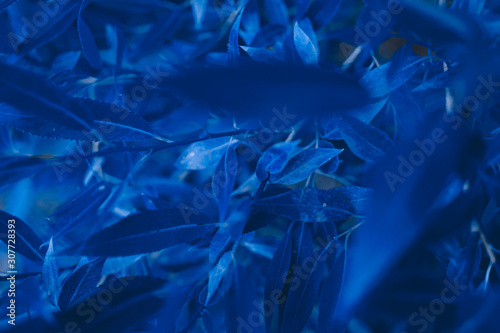 abstract background made of fresh leaves, toned classic blue color, cropped. Color of the year 2020.