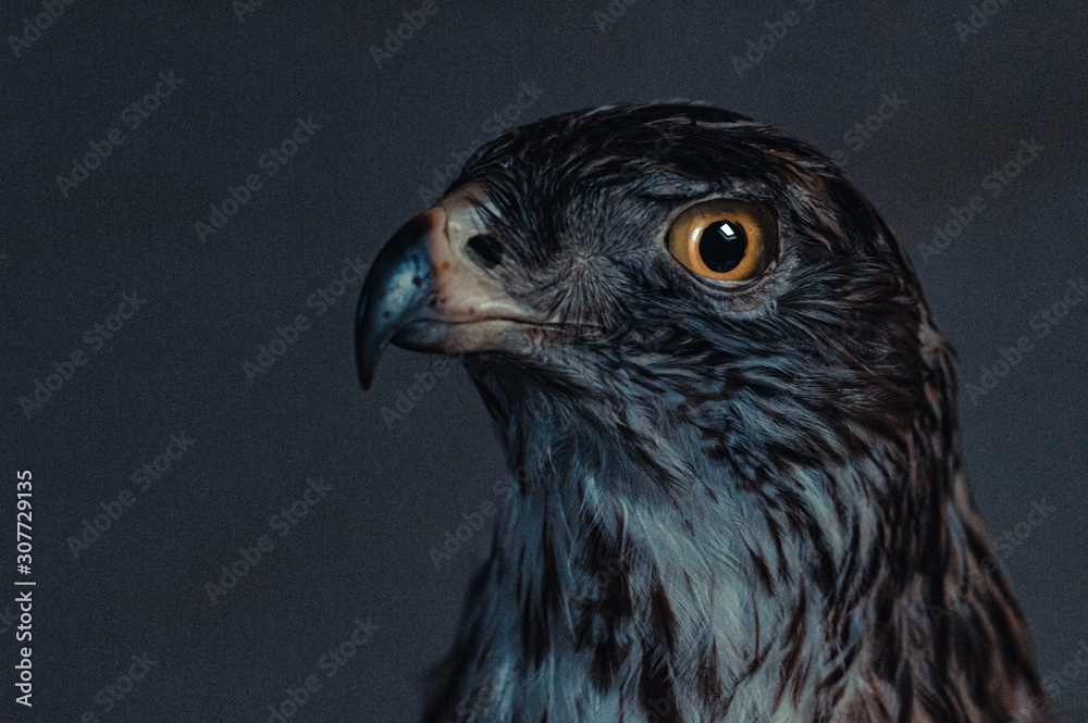 bird of prey bird of prey
