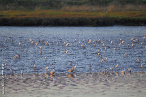 Flock of sea birds in Seaton Wetlands, Devon