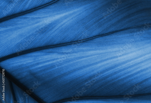 Classic Blue leaf texture with veins. Trend color of 2020