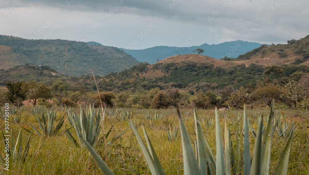  The land of mezcal (Mexican alcoholic beverage) in Michoacán, Mexico