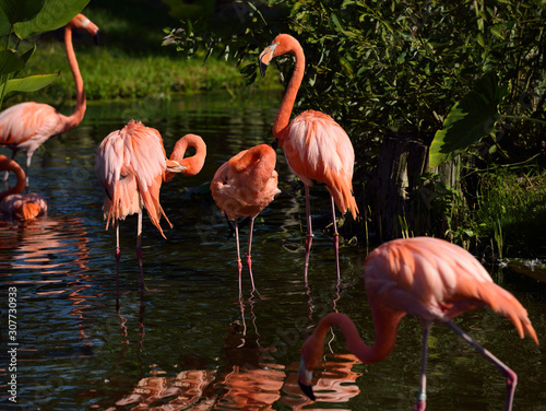 Colony of pink Flamingos grooming while wading in a pond in sun with reflections