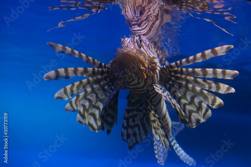 Lionfish (dendrochirus zebra), fish in an aquarium photo