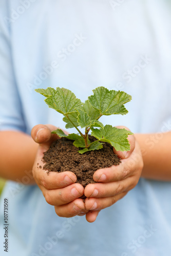 New life plant child hands holding tree nature living copyspace copy space concept garden