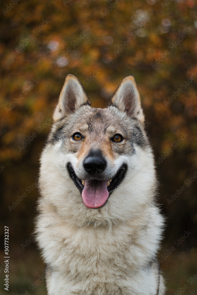 portrait of a wolf portrait of a wolf