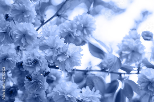 Beautiful cherry blossom sakura in spring time monochrome toned. Color of the year. Beautiful blue background for design.
