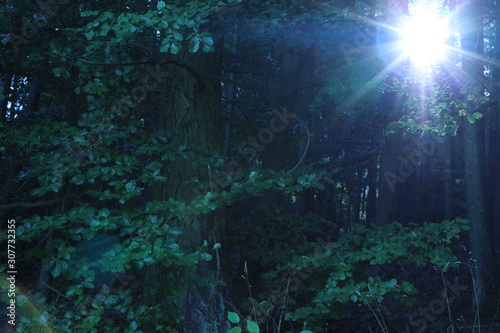 Sonnenstrahl im Wald