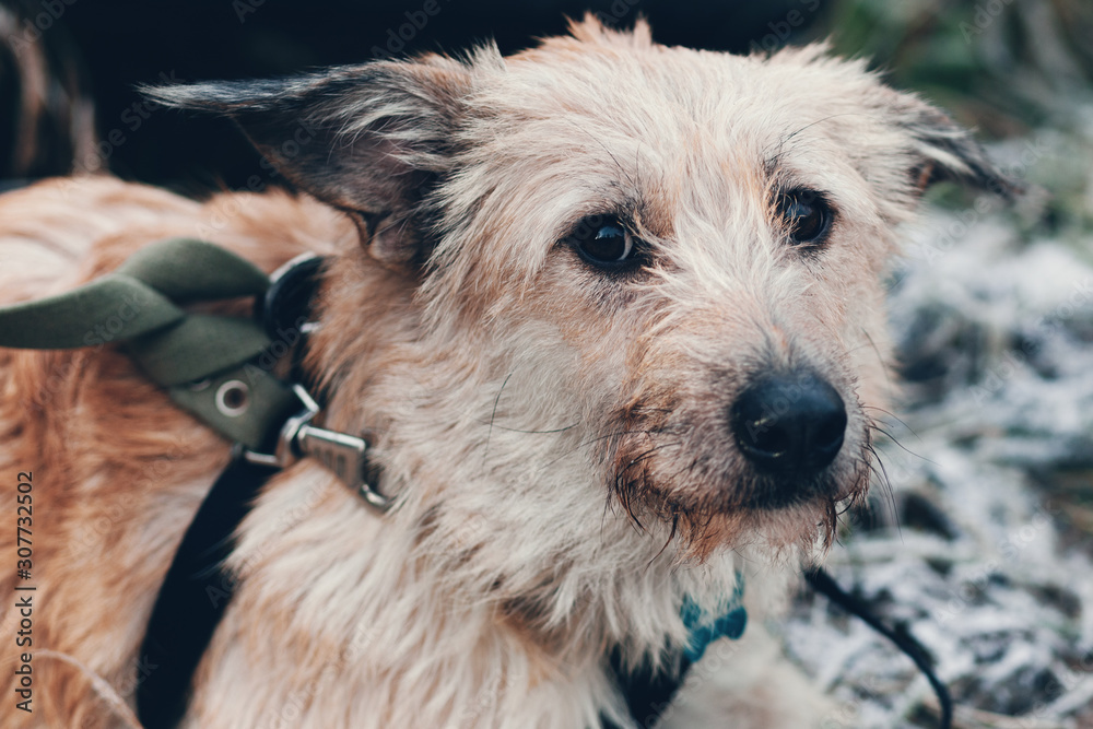 Portrait of a purebred dog on a walk with a mournful look. Portrait of a purebred dog on a walk with a mournful look.