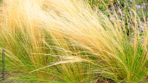 Stipa is in the park